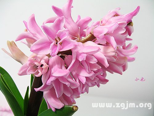风信子的花语